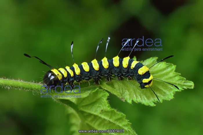: Alder Moth adult caterpillar warning colour mimicry : Alder Moth adult caterpillar warning colour mimicry