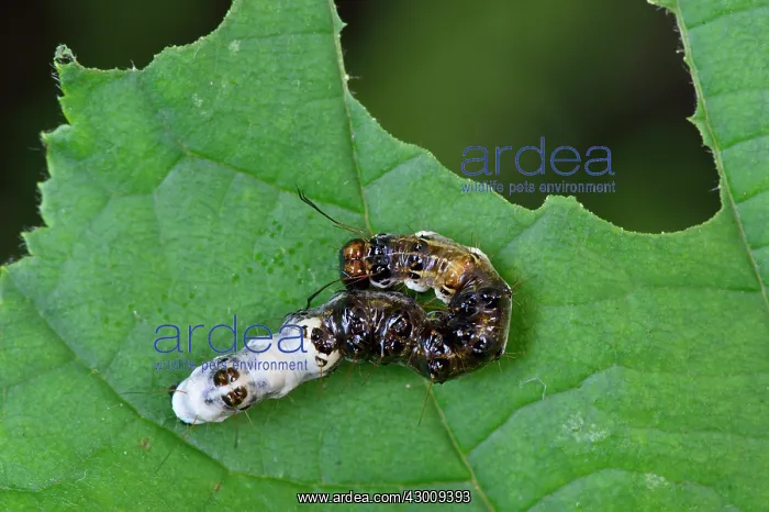 : Alder Moth young caterpillar camouflage bird drop mimicry : Alder Moth young caterpillar camouflage bird drop mimicry