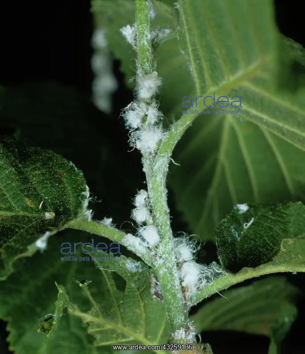 : Alder Psyllid (Psylla alni) : Alder Psyllid (Psylla alni)