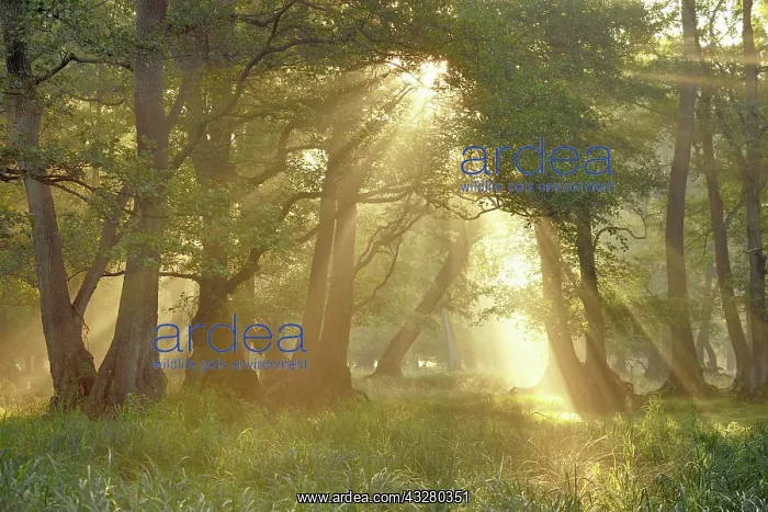 : Alder quarry (Alnus glutinosa), at sunrise with : Alder quarry (Alnus glutinosa), at sunrise with