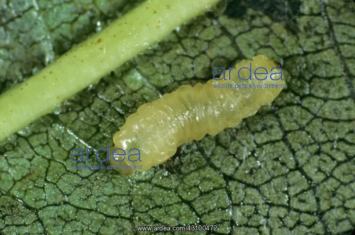  : Alder sawfly larva (Fenusa dohrnii)
