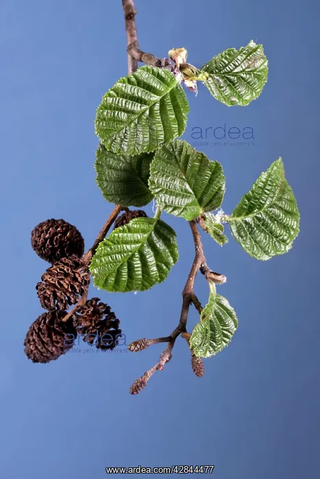 : Alder Tree - catkins with leaves : Alder Tree - catkins with leaves