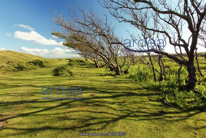 : Alder Tree - copse of gnarled and weathered trees : Alder Tree - copse of gnarled and weathered trees