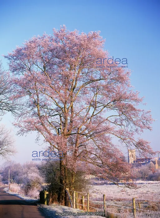 : Alder Tree - frosty morning : Alder Tree - frosty morning