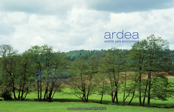  : Alder Trees - following line of stream