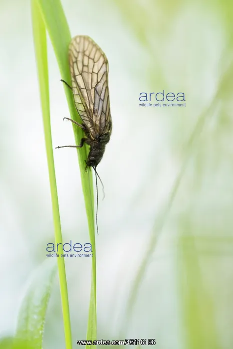 : Alderfly (Sialis lutaria) resting on blade of grass : Alderfly (Sialis lutaria) resting on blade of grass