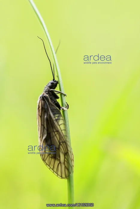: Alderfly (Sialis lutaria) resting on blade of grass, The Netherlands, Groningen : Alderfly (Sialis lutaria) resting on blade of grass, The Netherlands, Groningen