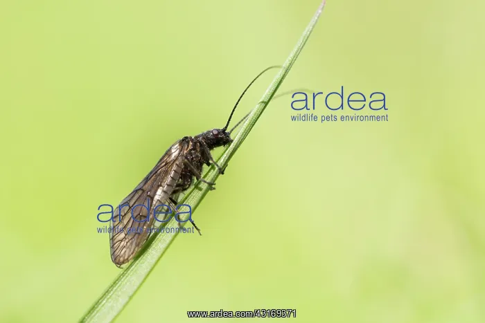 : Alderfly (Sialis lutaria) resting on blade of grass, The Netherlands, Groningen : Alderfly (Sialis lutaria) resting on blade of grass, The Netherlands, Groningen