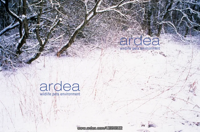: Alder&Reed : Alder&Reed