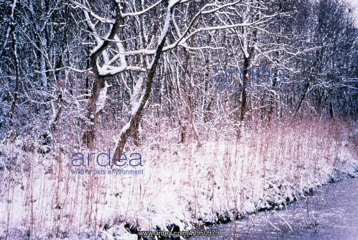 : Alder&Reed : Alder&Reed
