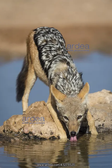 : An alert Black-backed Jackal (Canis mesomelas) : An alert Black-backed Jackal (Canis mesomelas)