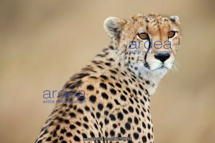 : Alert Cheetah (Acinonyx jubatus), Masai : Alert Cheetah (Acinonyx jubatus), Masai