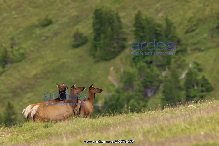 : Alert cow elk keeping an eye on a potential threat in the : Alert cow elk keeping an eye on a potential threat in the