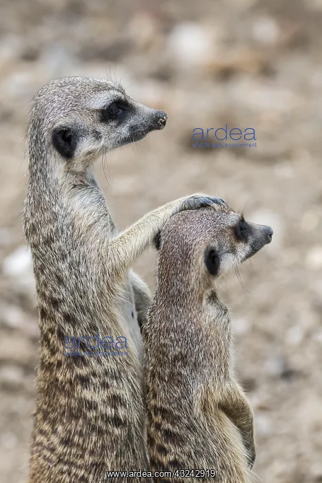 : Two alert meerkats (Suricata suricatta), suricates : Two alert meerkats (Suricata suricatta), suricates