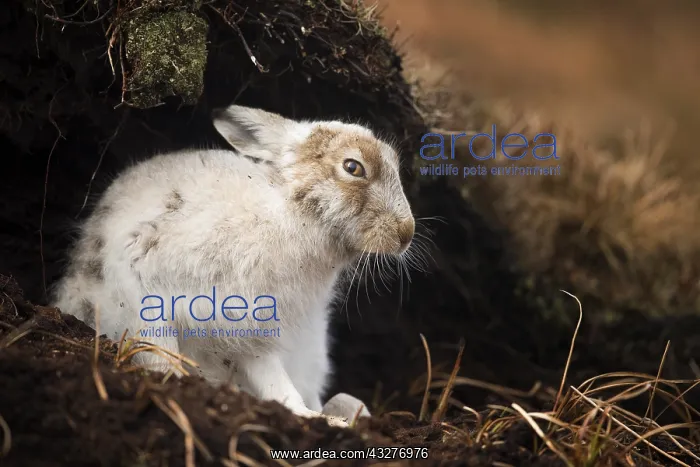 : Alert Mountain Hare (Lepus timidus) in the Peak : Alert Mountain Hare (Lepus timidus) in the Peak
