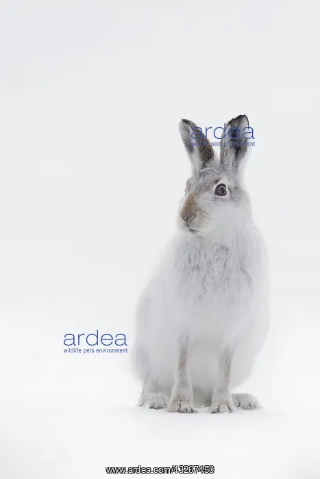 : An alert Mountain Hare (Lepus timidus) sits and : An alert Mountain Hare (Lepus timidus) sits and