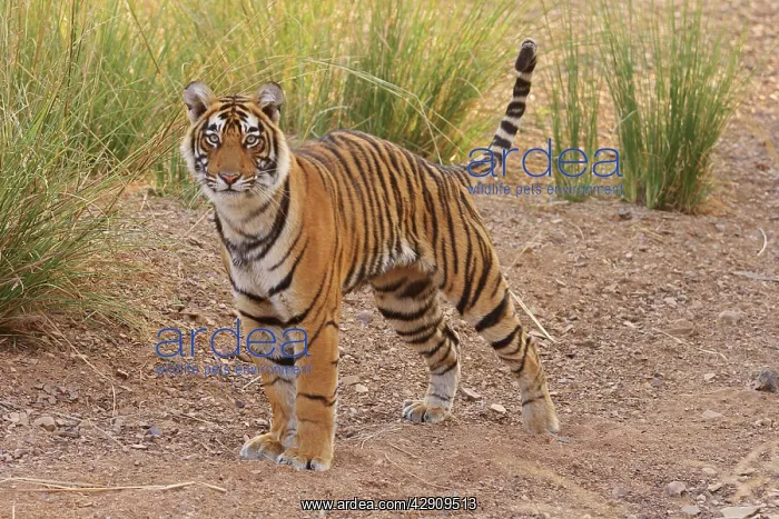 : Alert Royal Bengal / Indian Tiger : Alert Royal Bengal / Indian Tiger