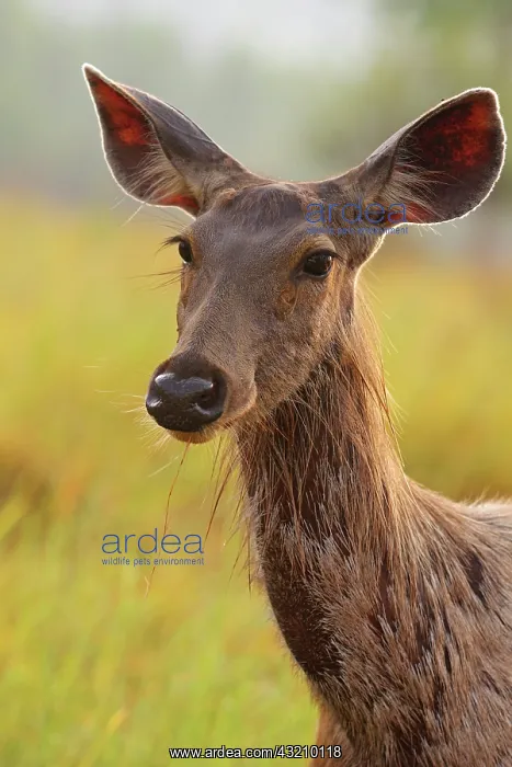 : Alert Sambar Deer, Corbett National Park