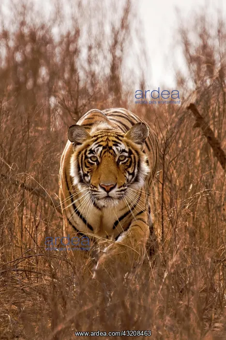  : Alert tiger (Panthera tigris) stalking on in the