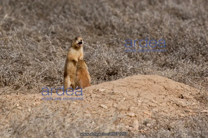 : Alert Utah prairie dog (Cynomys parvidens). Near : Alert Utah prairie dog (Cynomys parvidens). Near