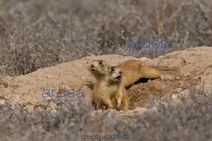: Alert Utah prairie dog (Cynomys parvidens). Near : Alert Utah prairie dog (Cynomys parvidens). Near