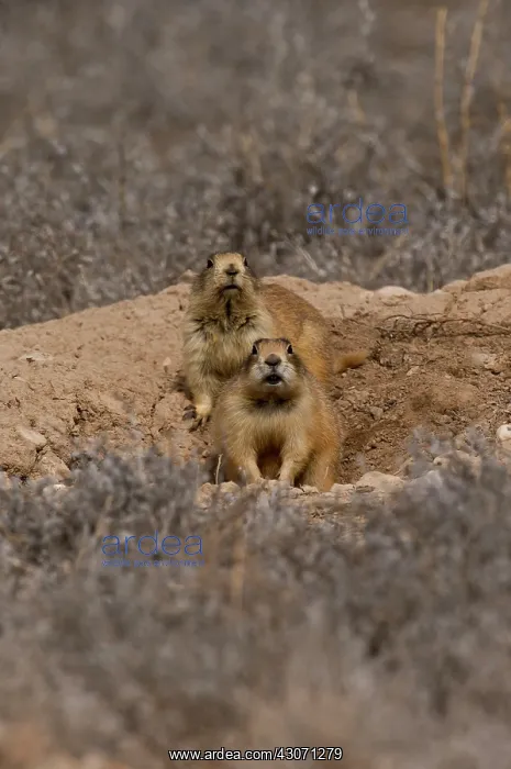 : Alert Utah prairie dog (Cynomys parvidens). Near : Alert Utah prairie dog (Cynomys parvidens). Near