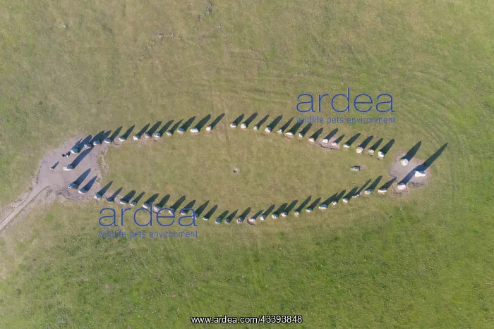 : Ales stenar : Ales stenar