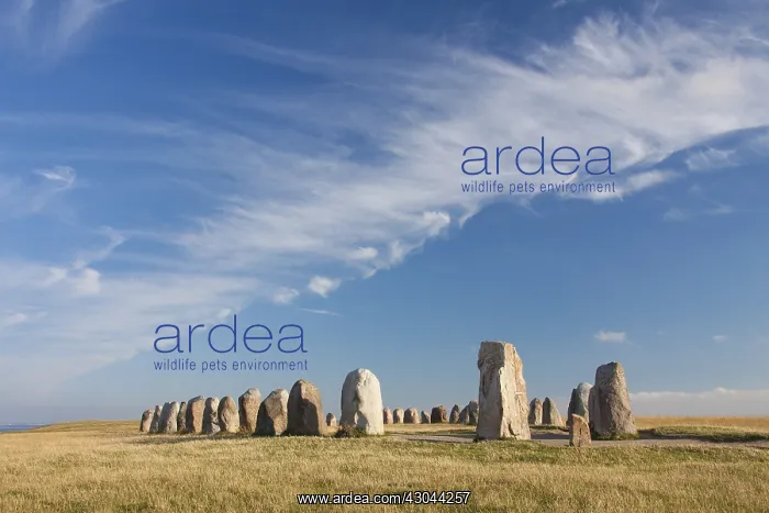 : Ales stenar, megalithic stone oval monument representing : Ales stenar, megalithic stone oval monument representing