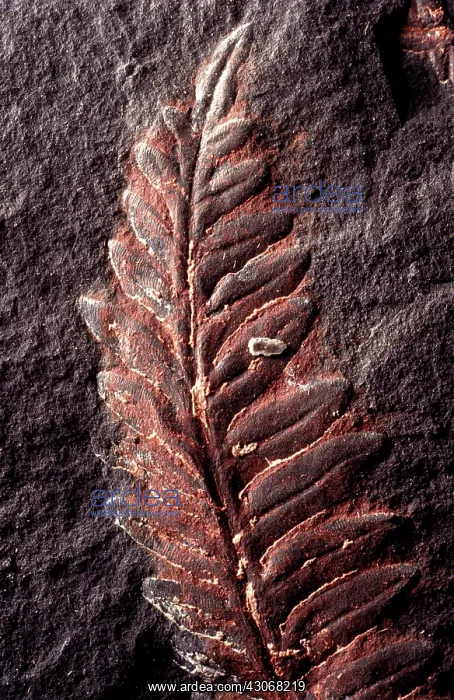 : Alethopteris Fossil : Alethopteris Fossil