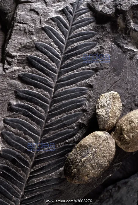 : Alethopteris Fossil : Alethopteris Fossil
