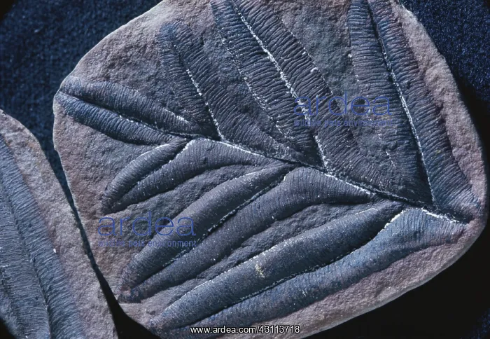 : Alethopteris Fossil : Alethopteris Fossil