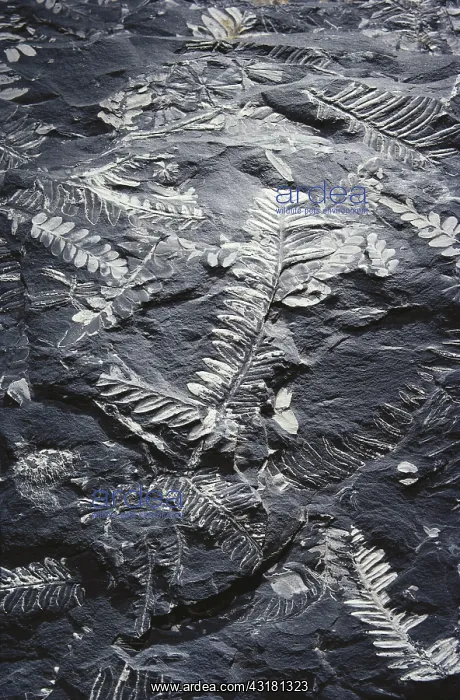 : Alethopteris Fossils : Alethopteris Fossils