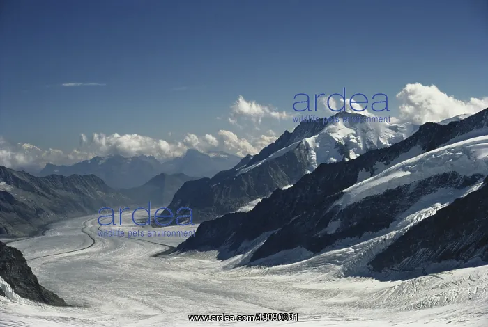: Aletsch Glacier : Aletsch Glacier