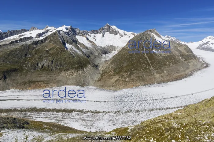 : Aletsch glacier, glacier tongue, panorama, climate change : Aletsch glacier, glacier tongue, panorama, climate change