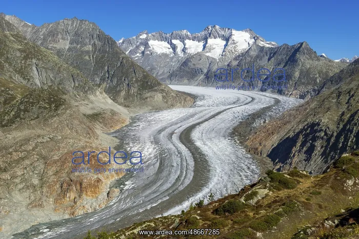 : Aletsch glacier, glacier tongue, panorama, climate change : Aletsch glacier, glacier tongue, panorama, climate change