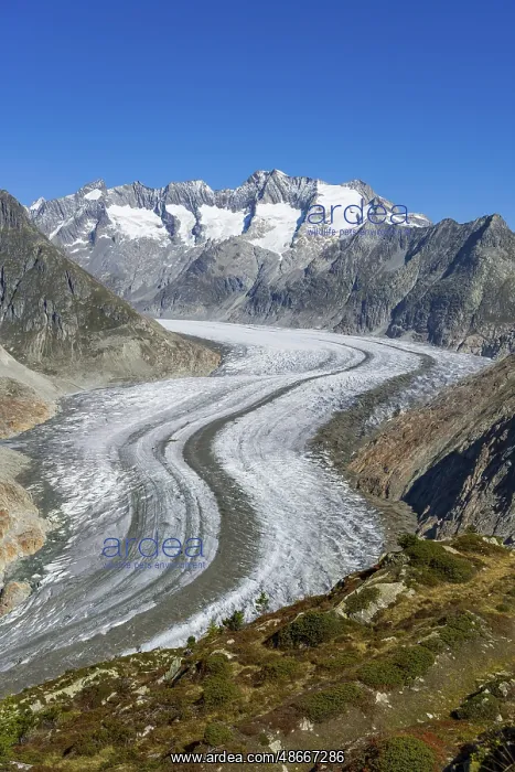 : Aletsch glacier, glacier tongue, panorama, climate change : Aletsch glacier, glacier tongue, panorama, climate change