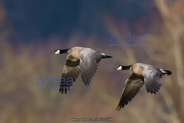 : Aleutian cackling geese : Aleutian cackling geese