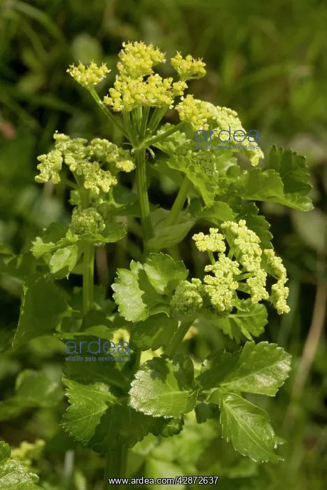 : Alexanders at Corfe Castle : Alexanders at Corfe Castle