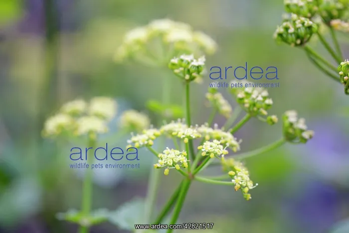 : Alexanders - in flower - Spring : Alexanders - in flower - Spring