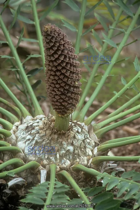 : Alexandria Cycad - cone : Alexandria Cycad - cone
