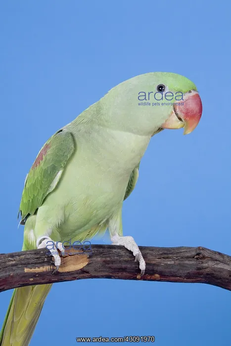 : Alexandrine Parakeet : Alexandrine Parakeet