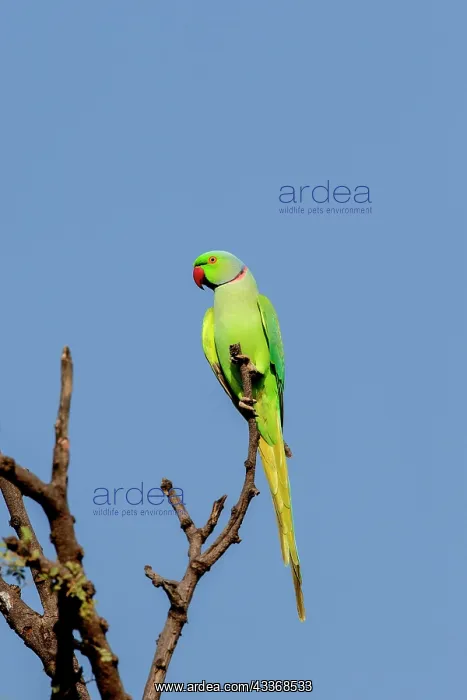  : Alexandrine Parakeet  /  Alexandrian Parrot