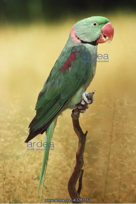 : ALEXANDRINE PARAKEET - on perch : ALEXANDRINE PARAKEET - on perch