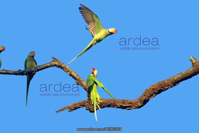 : Alexandrine Parakeets / Alexandrian Parrots : Alexandrine Parakeets / Alexandrian Parrots