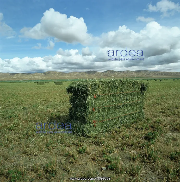 : Alfalfa bales : Alfalfa bales