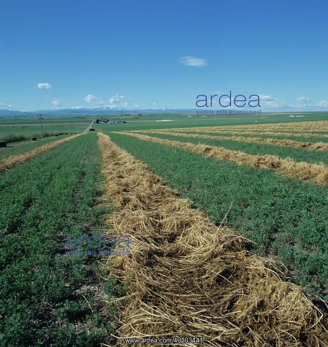  : Alfalfa crop