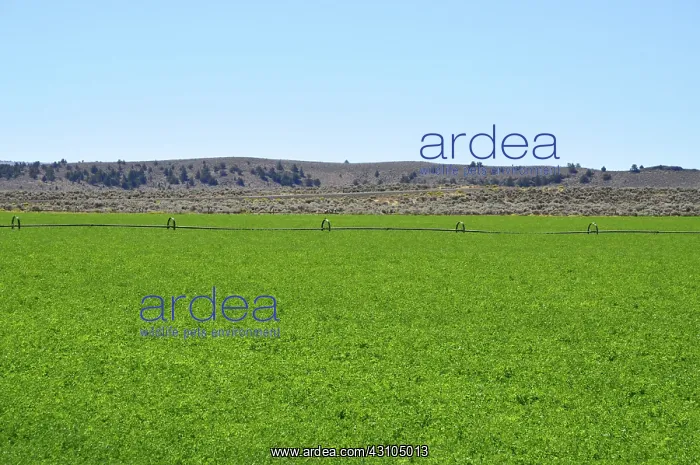 : Alfalfa Field : Alfalfa Field