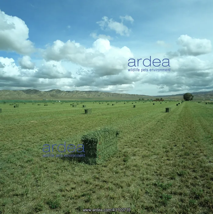 : Alfalfa field with square bales : Alfalfa field with square bales
