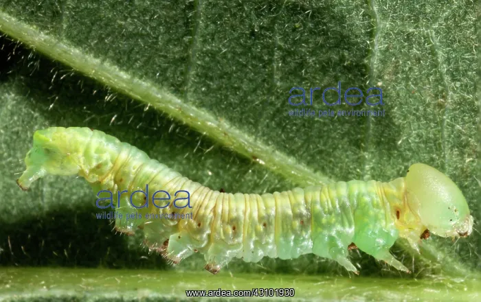 : Alfalfa looper moth larva : Alfalfa looper moth larva
