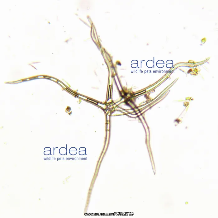 : Algae : Algae